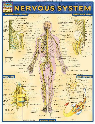 Nervous System