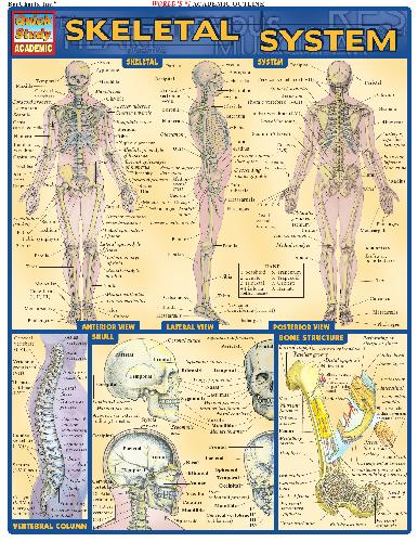 Skeletal system