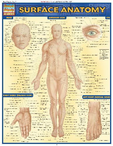 Surface anatomy