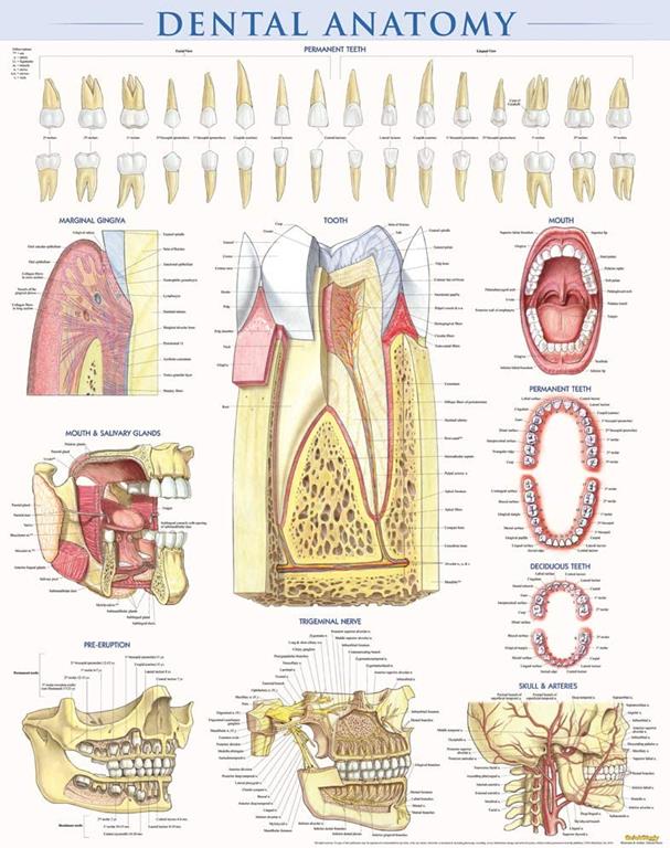 Dental Anatomy (Quick Study)