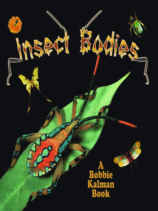 Insect Bodies