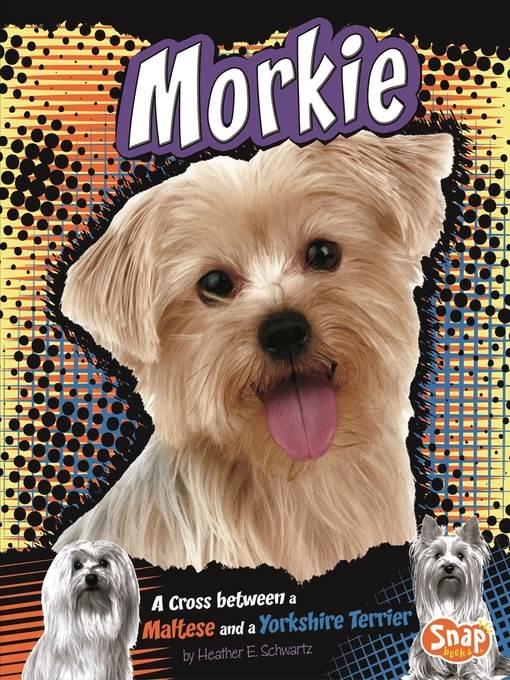 Morkie