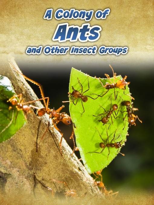 A Colony of Ants