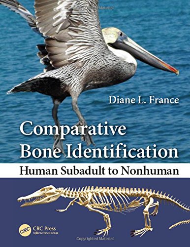 Comparative Bone Identification