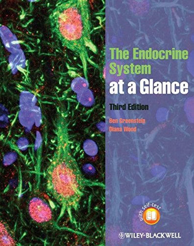 The Endocrine System at a Glance