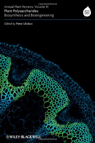 Plant polysaccharides, polysaccharides, biosynthesis and bioengineering