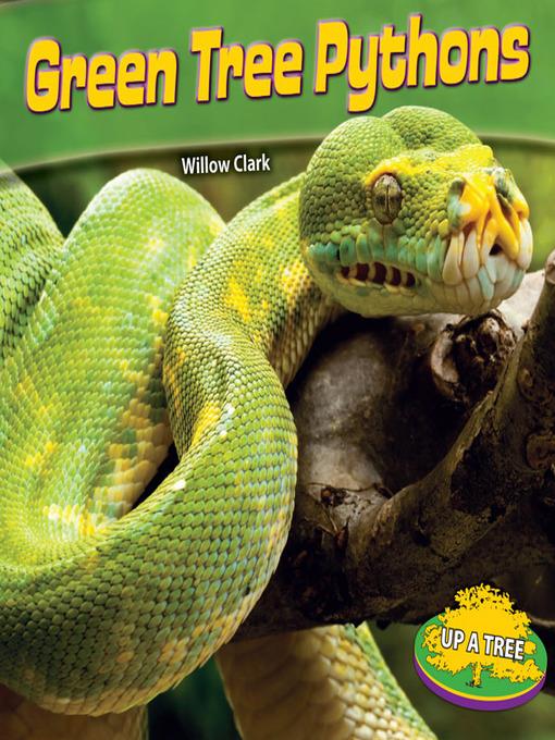 Green Tree Pythons