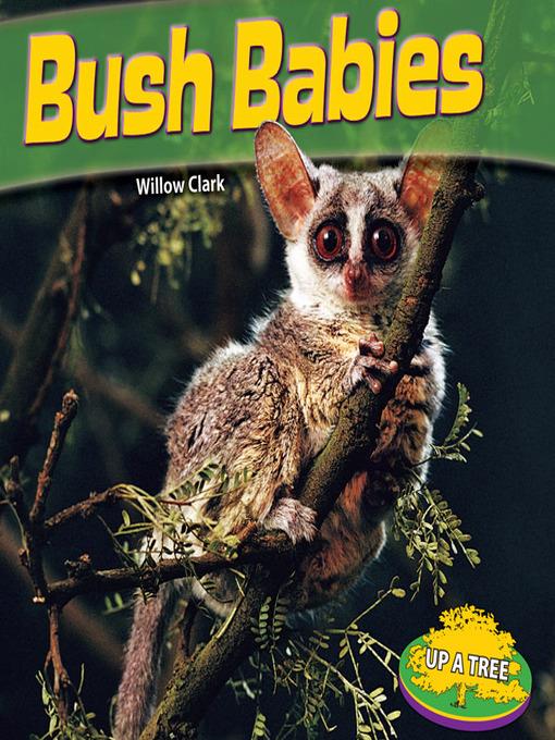 Bush Babies