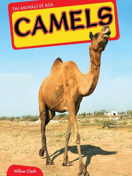 Camels