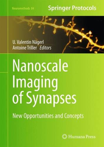 Nanoscale Imaging of Synapses