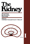 The kidney. Volume I : morphology, biochemistry, physiology