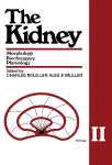 The Kidney : Morphology, Biochemistry, Physiology