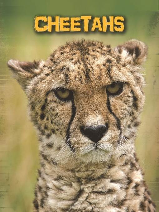 Cheetahs
