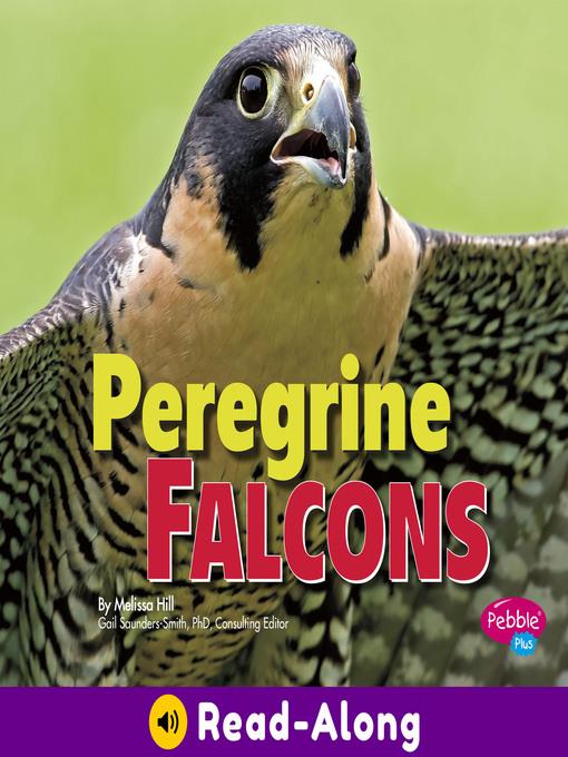 Peregrine Falcons