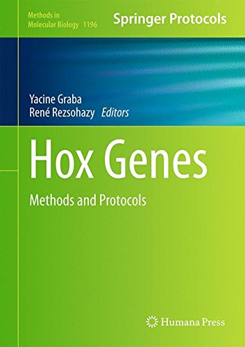 Hox Genes