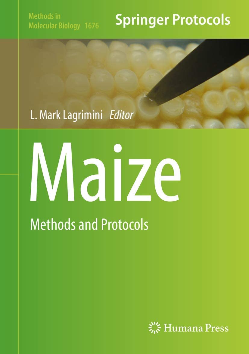 Maize