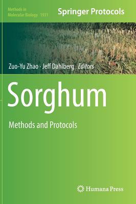 Sorghum