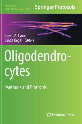 Oligodendrocytes