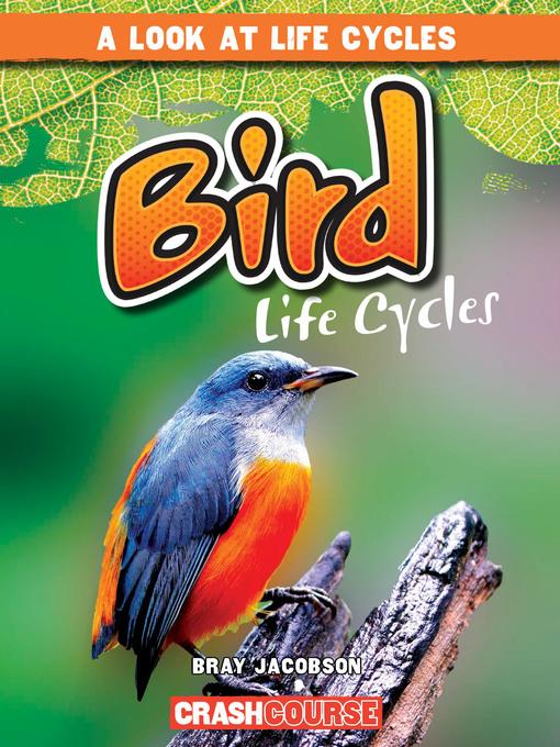 Bird Life Cycles