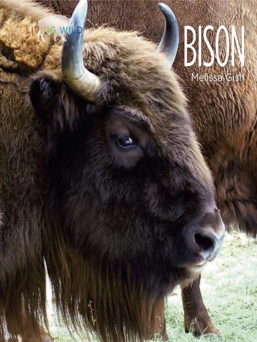 Bison