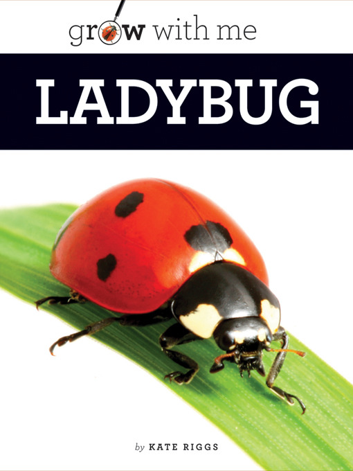 Ladybug