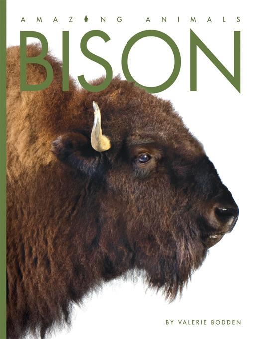 Bison