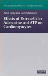 Effects of Extracellular Adenosine &amp; ATP on Cardiomyocytes