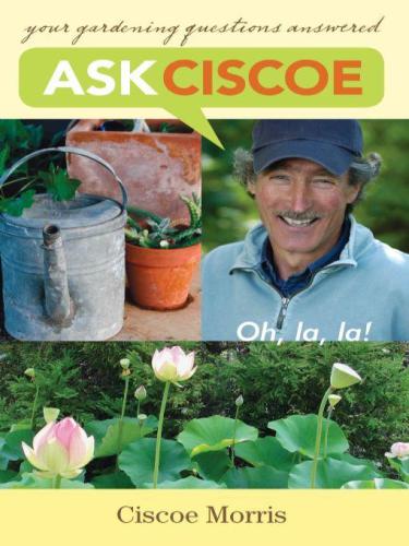 Ask Ciscoe