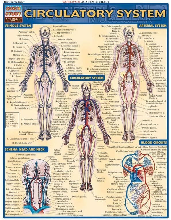 Circulatory System (Quick Study Academic)