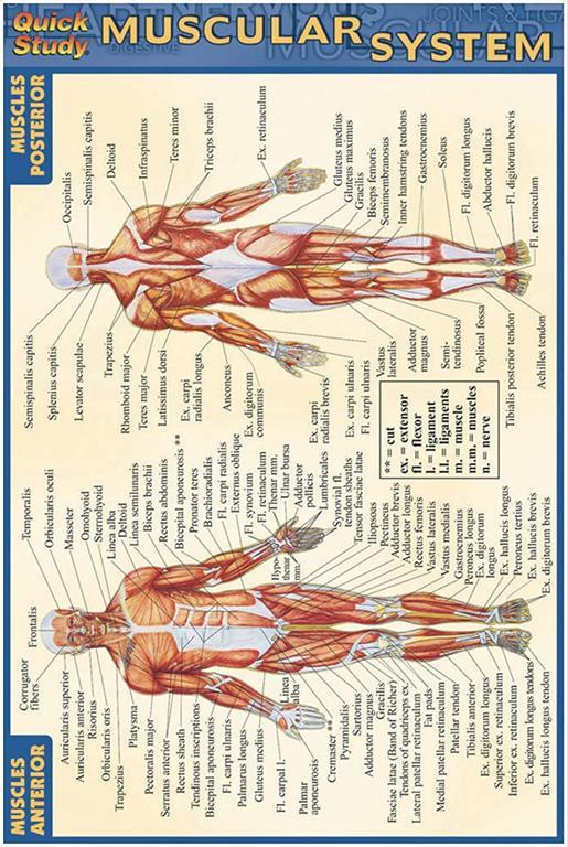 Muscular System (Quickstudy)