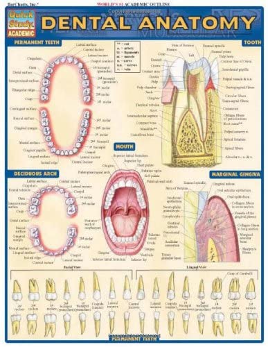 Dental Anatomy (Quick Study Academic)