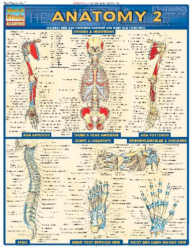 Anatomy 2 : includes deep and posterior anatomy and many new structures