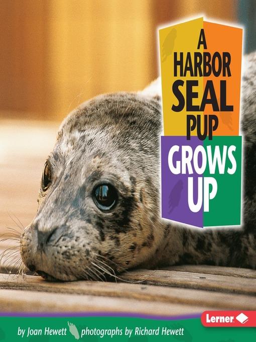 A Harbor Seal Pup Grows Up