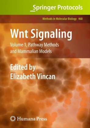 Wnt Signaling