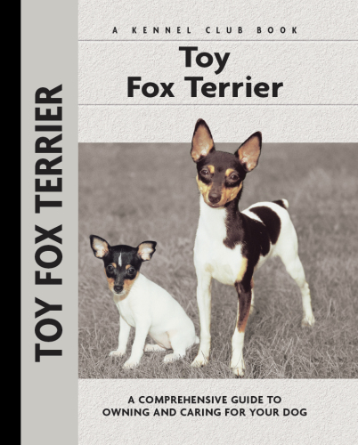 Toy Fox Terrier