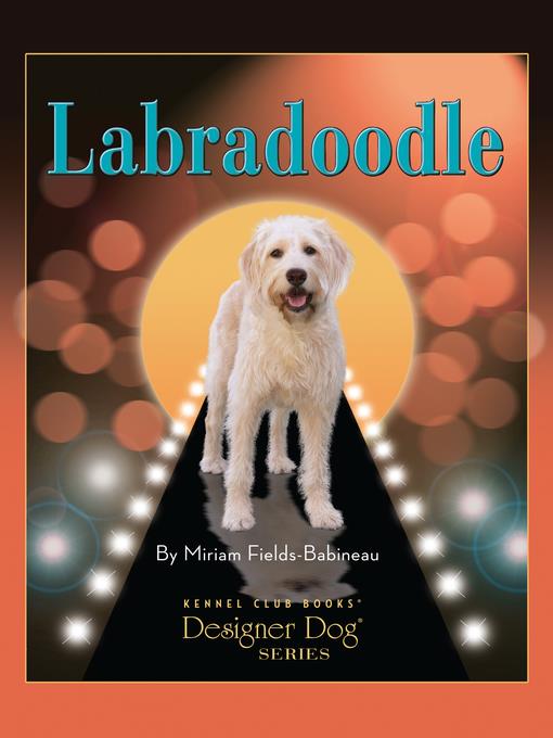 Labradoodle