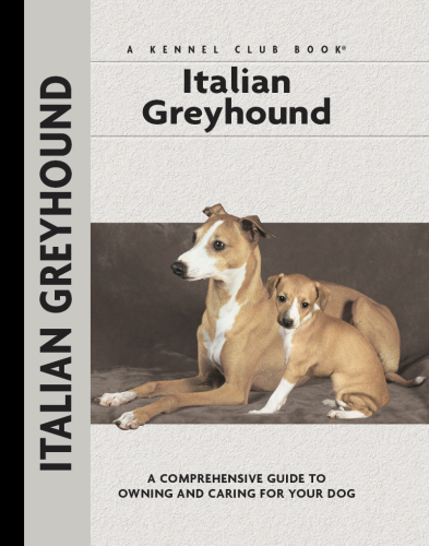 Italian Greyhound