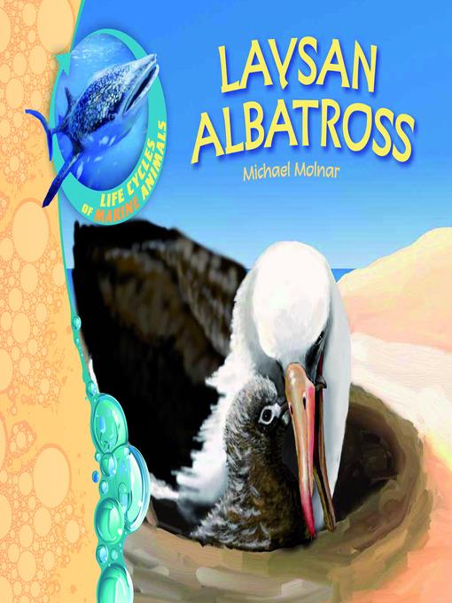 Laysan Albatross