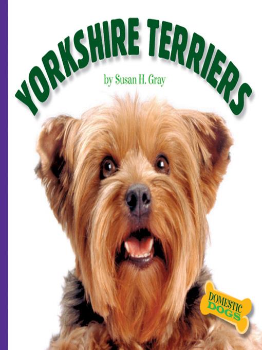 Yorkshire Terriers