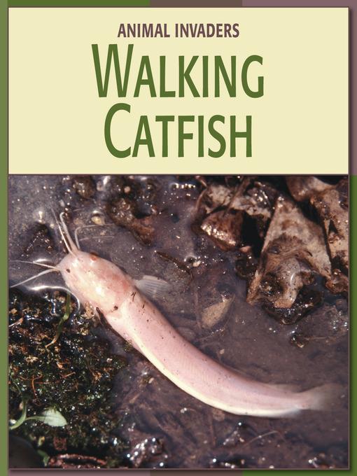 Walking Catfish