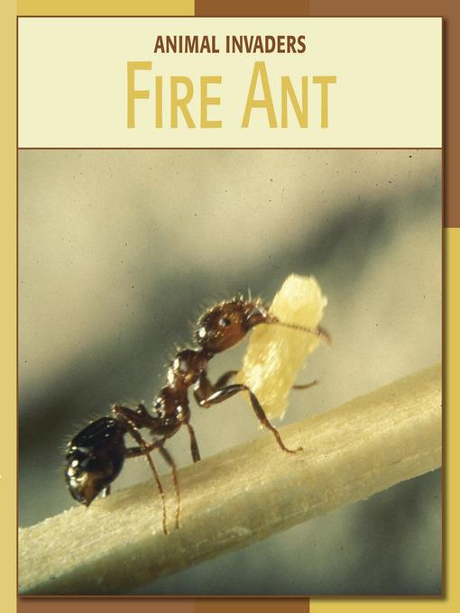 Fire Ant