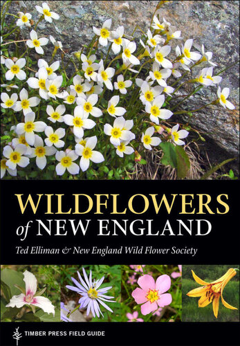 Wildflowers of New England