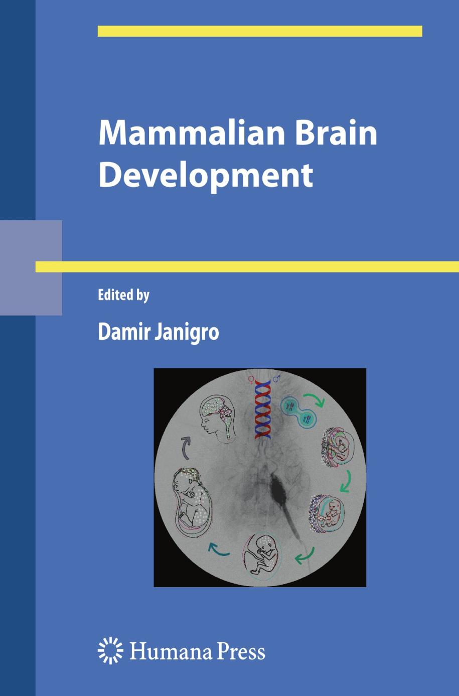 Mammalian Brain Development