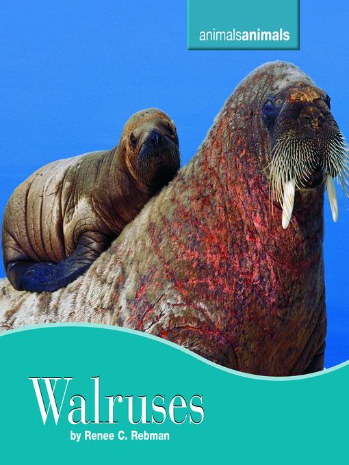 Walruses