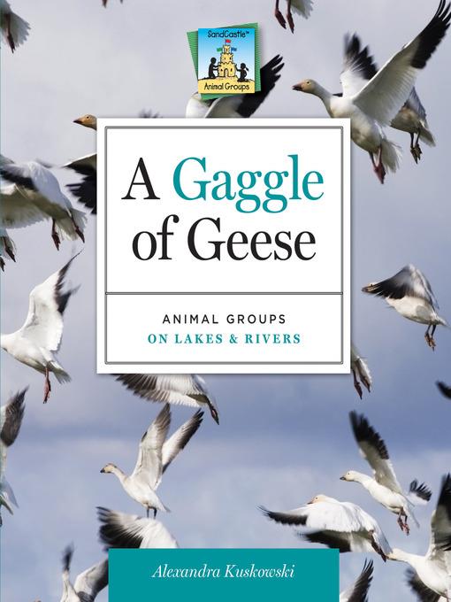 Gaggle of Geese