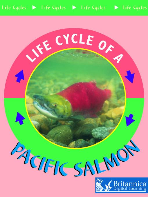 Pacific Salmon