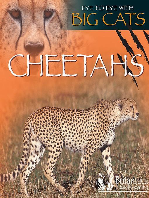 Cheetahs