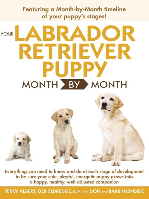 Your Labrador Retriever Puppy Month by Month