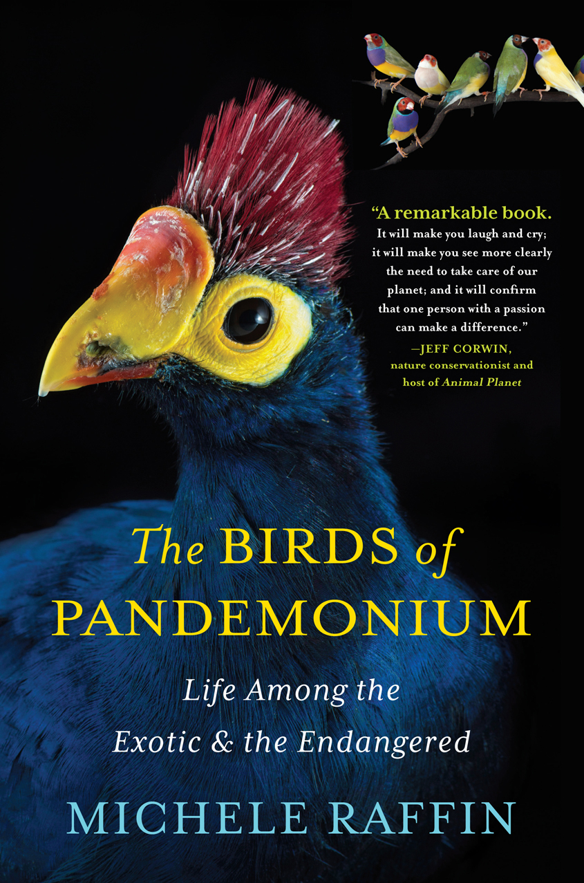 The Birds of Pandemonium