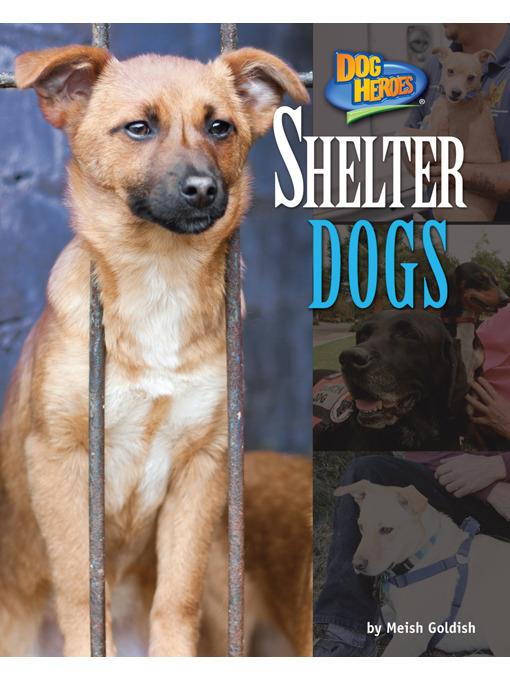 Shelter Dogs